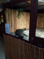 /album/fotogalerie-zoopark-na-hradecku-horni-pena/zooparknahradecku-42-jpg/